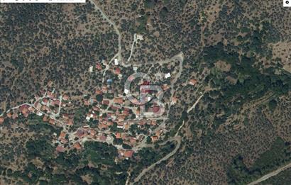 Muğla Milas Göldere'de Köy İçinde Satılık Zeytinlik